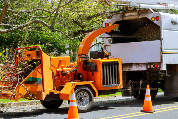 How Our Tree Care Process Works  in  Cambria, IL